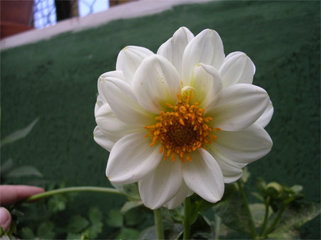 dalia2_copia.jpg