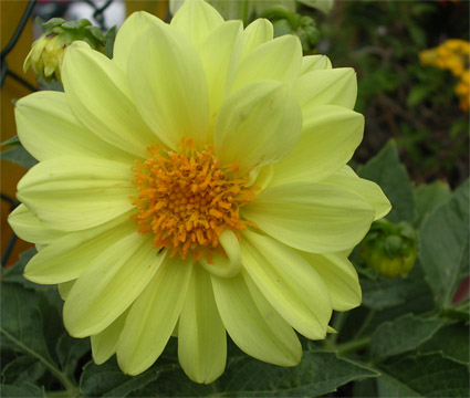 dalia3_copia.jpg