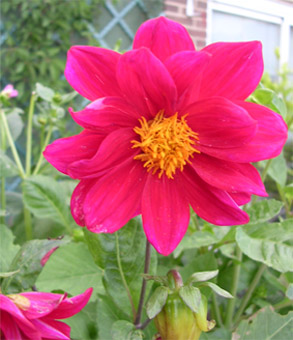 dalia4_copia.jpg