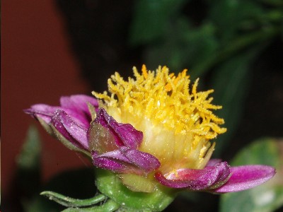 dalia_fucsia.JPG