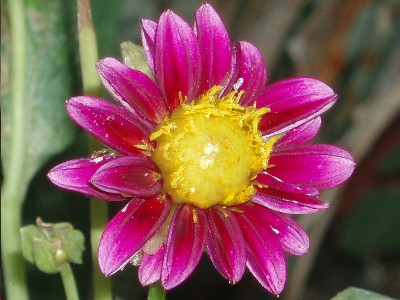 dalia_fucsia1.JPG