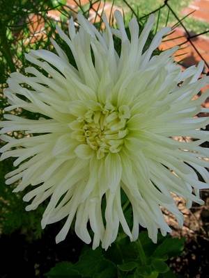 dalia_tipo_cactus.JPG