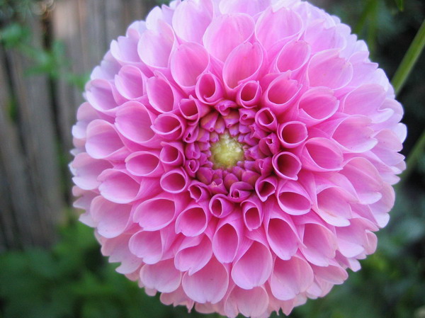 Dalias%2001.jpg