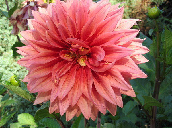 Dalias%2002.jpg