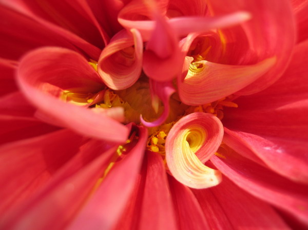 Dalias%2003.jpg
