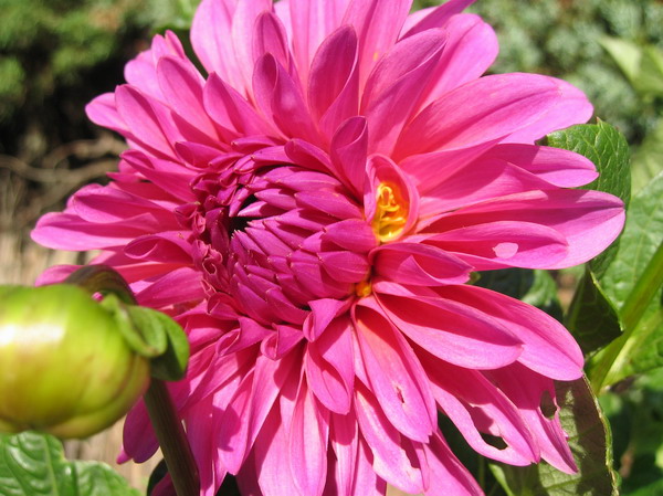 Dalias%2004.jpg