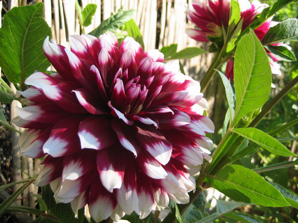 Dalias%2005.jpg