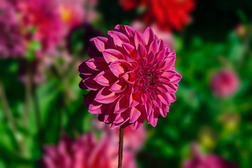 dalias_f1f9478f_1000x666.jpg