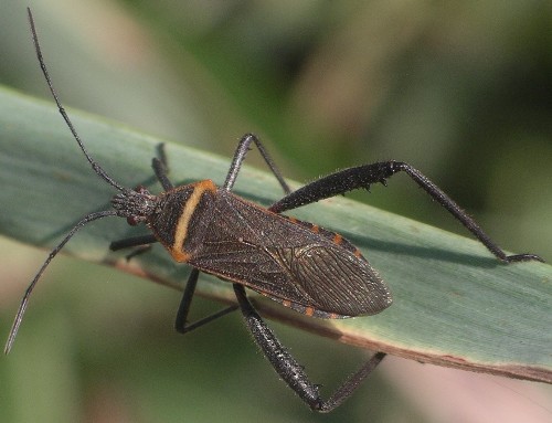dallacorispictus.jpg