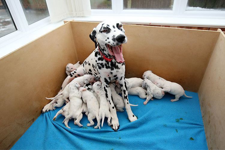 dalmata-camada-18-cachorros1.jpg
