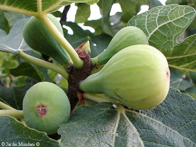 dama-blanca.jpg