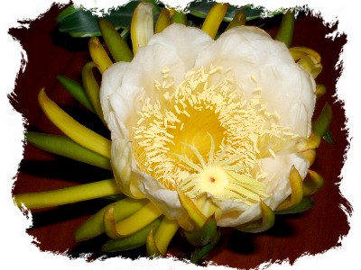 dama_de_noche_flor_abierta.JPG