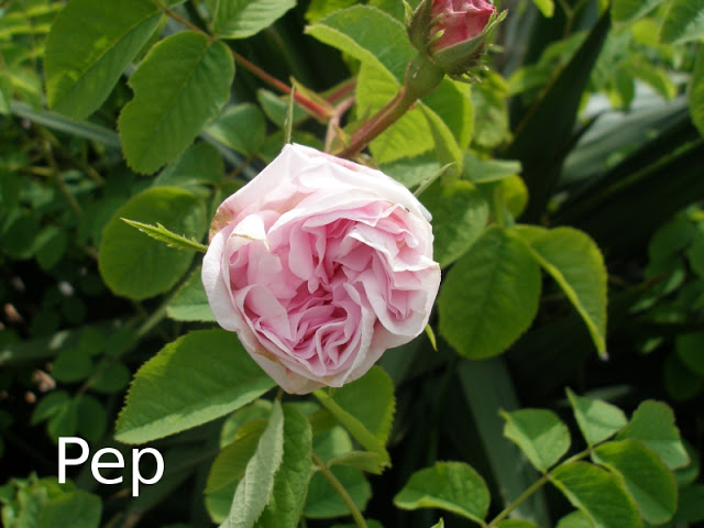 damask1.jpg