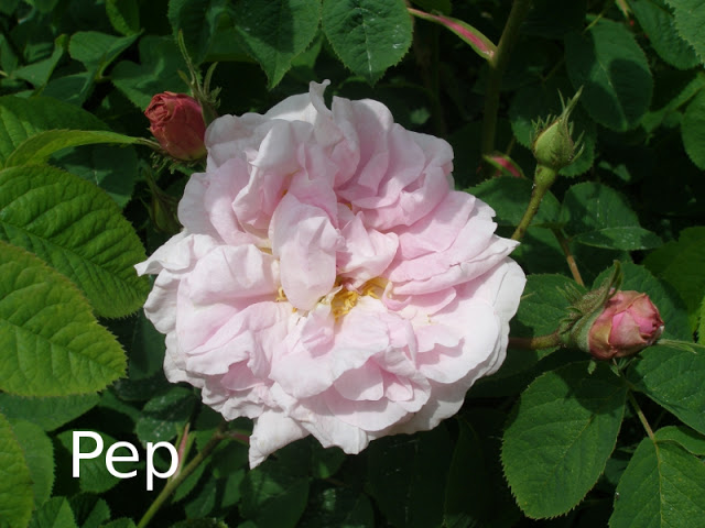 damask3.jpg