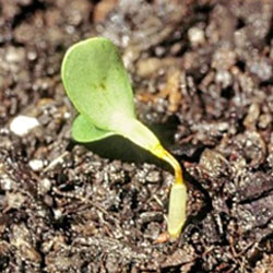 damping-off-crop1.jpg