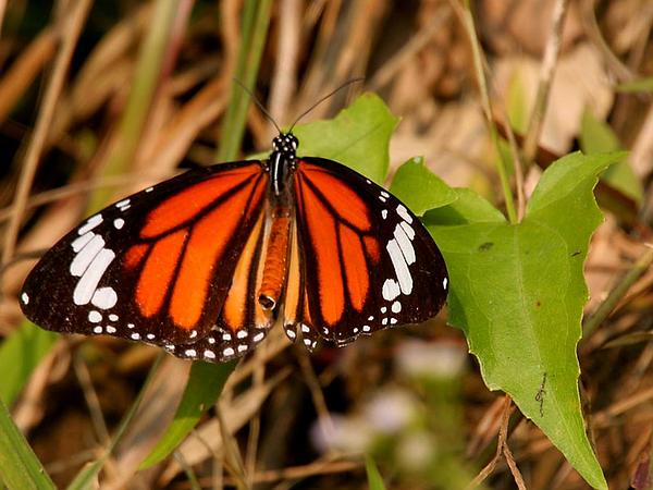 Danaus_genutia)_on_Mikania_micrantha_(Bittervine,_Chinese_creeper)_at_Narendrapur_W_IMG_4151_600.jpg