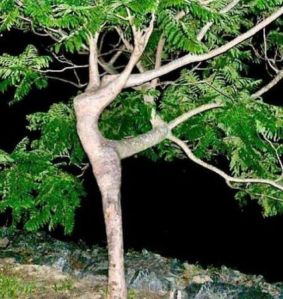 dancingtree1.jpg