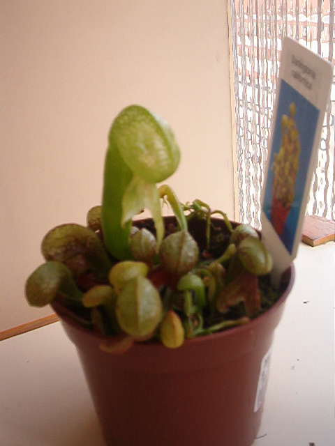Darligtonia.JPG