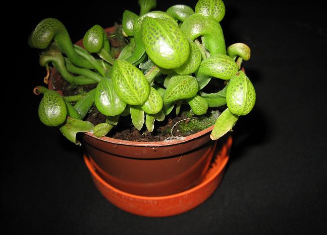 Darlingtonia%20californiana.JPG