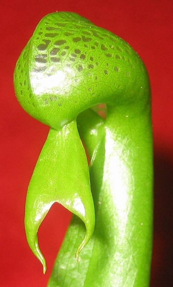 Darlingtonia%20cobra%20perfil.JPG