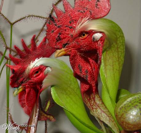 Darlingtonia%20gallinicula.jpg