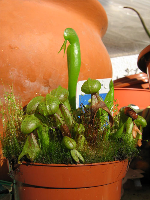 Darlingtonia-californica-01.jpg