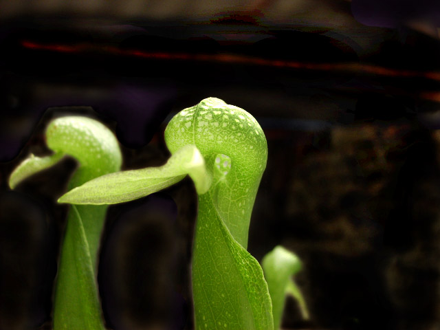 Darlingtonia.jpg