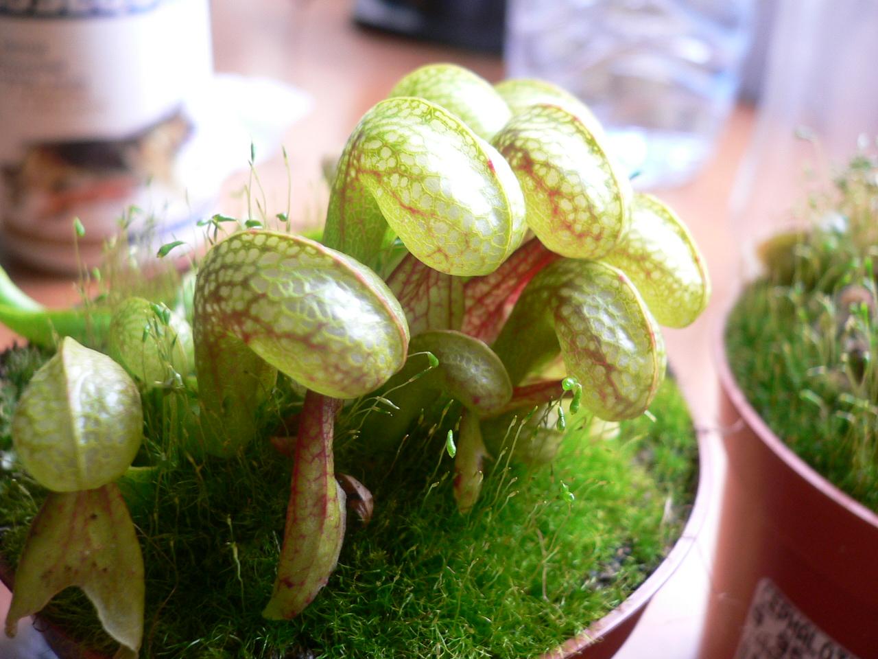 Darlingtonia.JPG