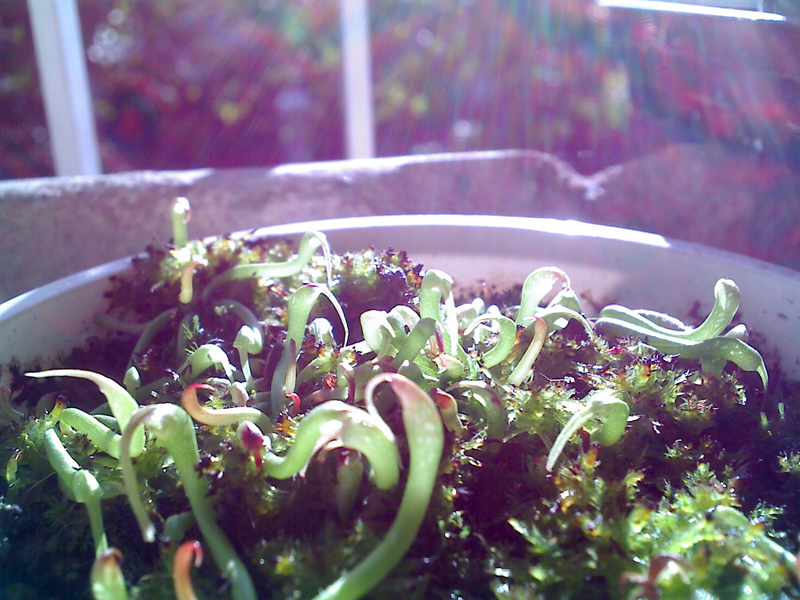 Darlingtonia_seedlings.jpg