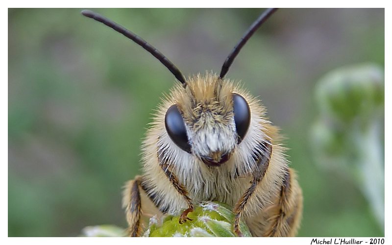 Dasypoda_hirtipes_male_mlh02.jpg