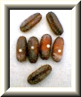 datil_germinan.jpg