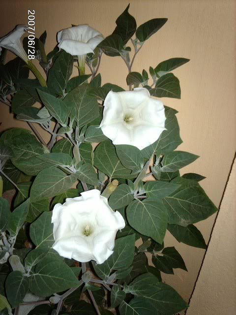 datura.jpg