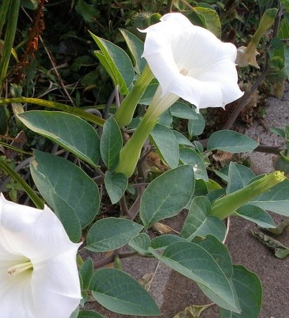 datura.jpg