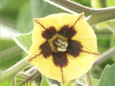 datura.JPG