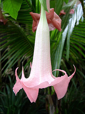 datura03-1.jpg