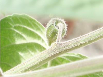 datura1.JPG