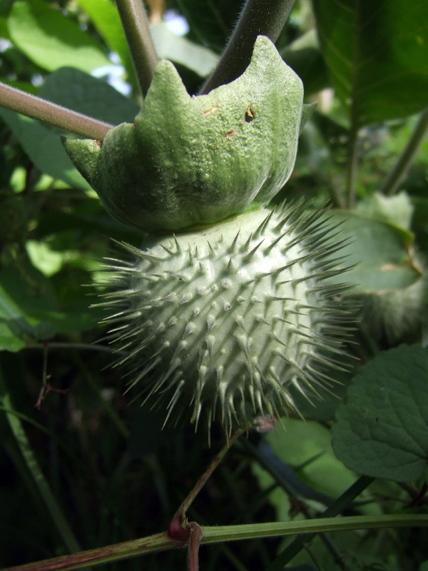 datura_inoxia2.jpg