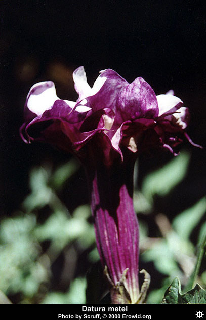 datura_metel_flower18.jpg