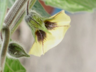 datura_perfil.JPG