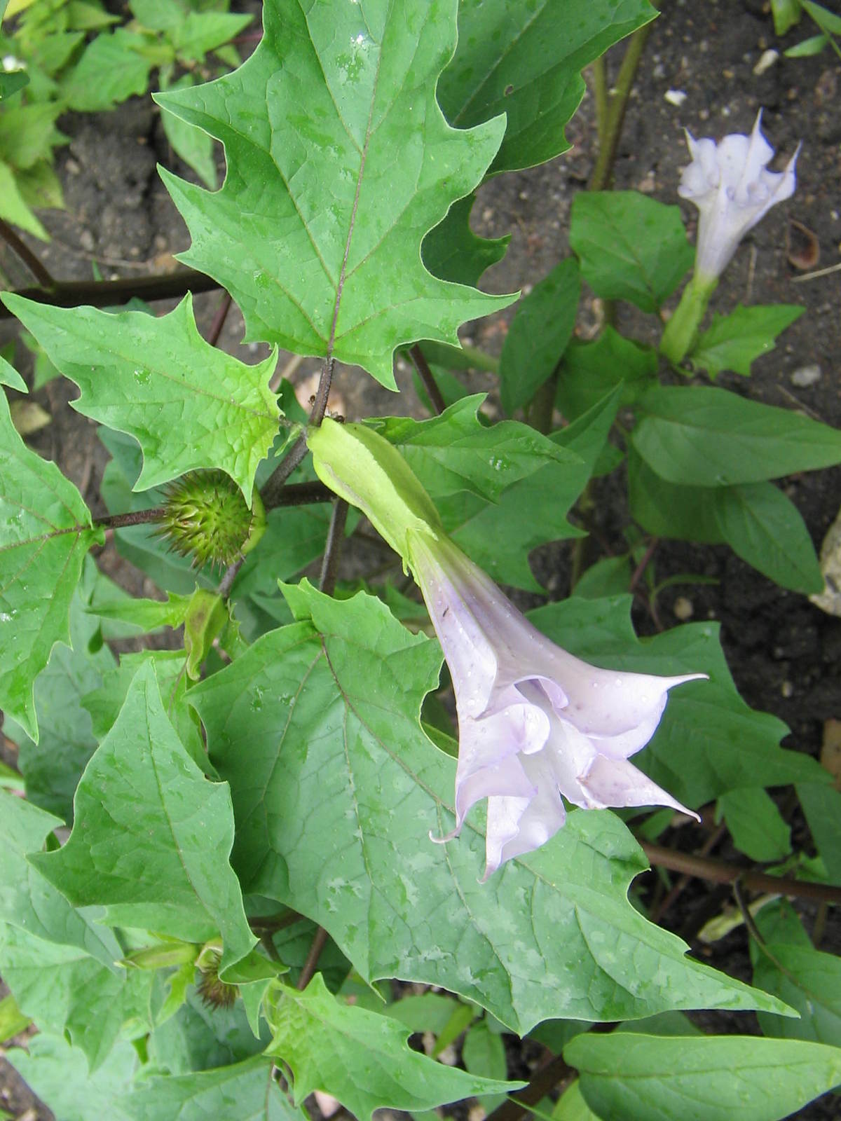 Datura_stramonium_2_(2005_07_07).jpg