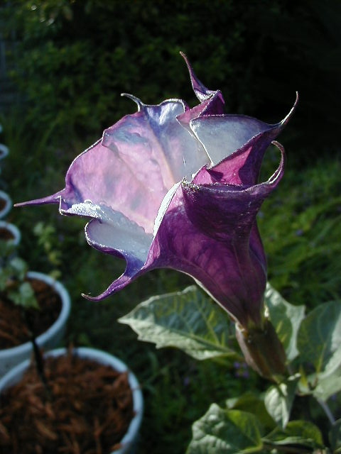 datura_top1_061299.jpg