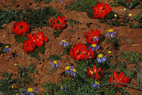 Daubenya_aurea_Middelpos_msi.jpg