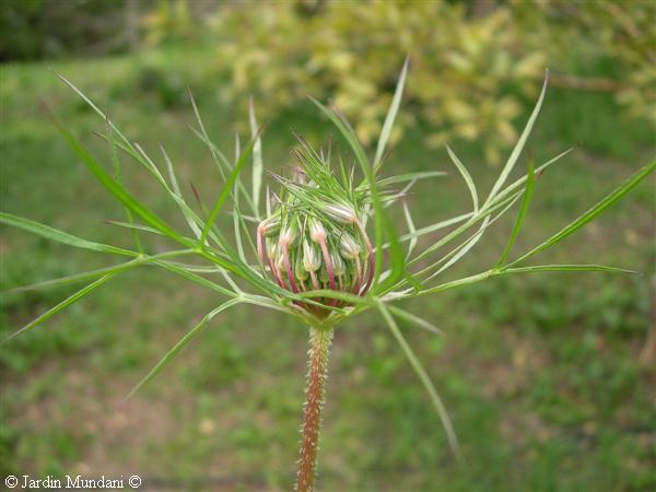 daucus05.jpg