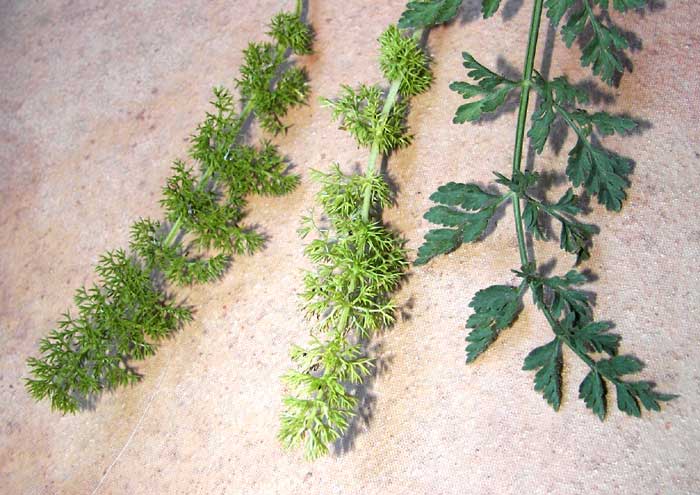 daucus4.jpg