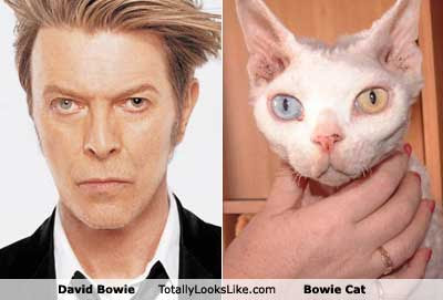 david-bowie4.jpg