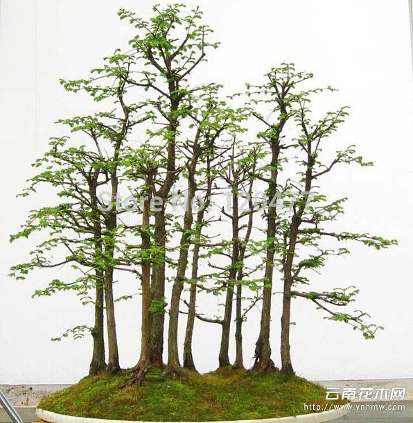 Dawn-font-b-Redwood-b-font-font-b-Forest-b-font-font-b-Bonsai-b-font.jpg
