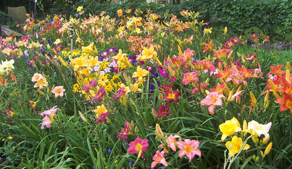 daylily1f.jpg