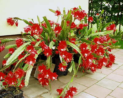 db_1_-_Epiphyllum_roter_Blattkaktus_k111.jpg