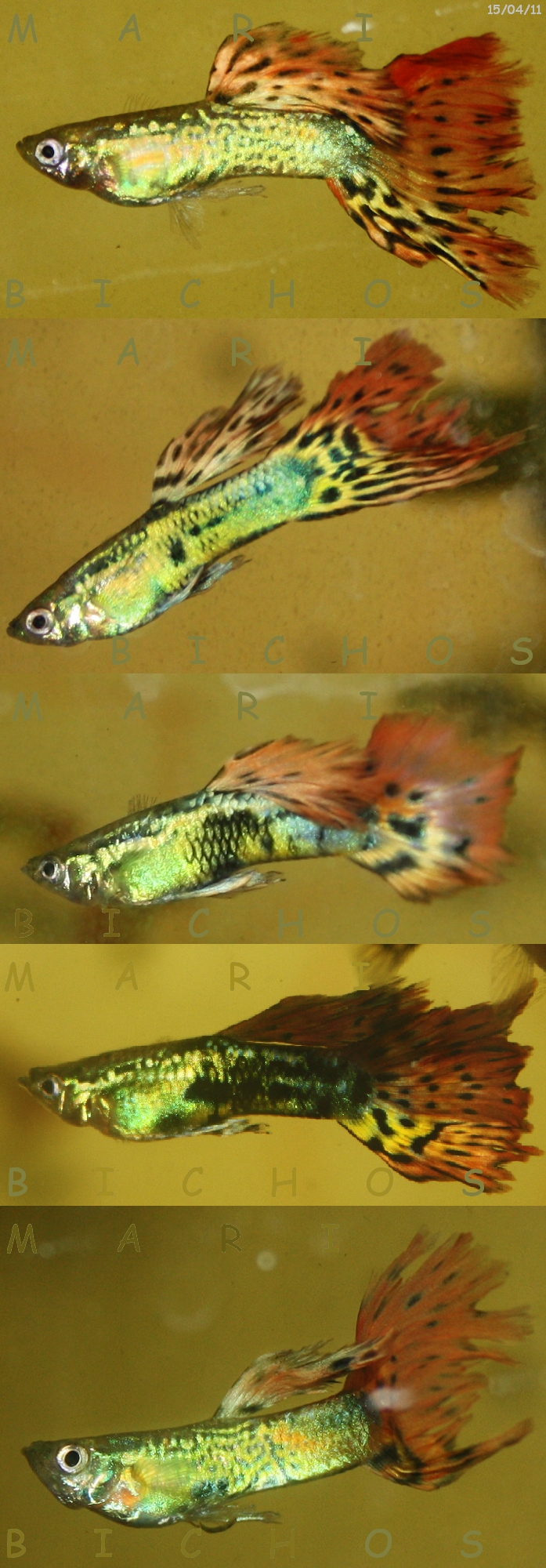 dbd8e40b298580df6d4ef9963e26ab7fo.jpg