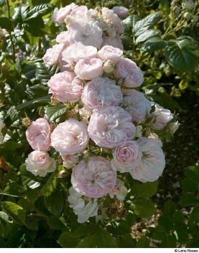 dBouquet_Parfait.jpg